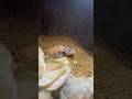 【ビバリウム】洞穴から出てくるレオパードゲッコー Leopard Gecko Out of the Cave