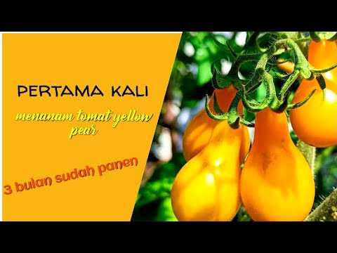 Video: Tentang Tomat Pir Kuning: Pelajari Tentang Menanam Tanaman Tomat Pir Kuning