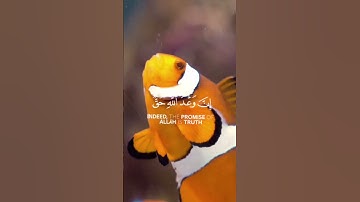 "إِنَّ وَعْدَ اللَّهِ حَقٌّ ۖ"❤/"سورة لقمان"/الشيخ ناصر القطامي