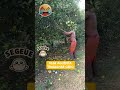 #colheita todo mundo indo embora e o cara começou a trabalhar agora #humor