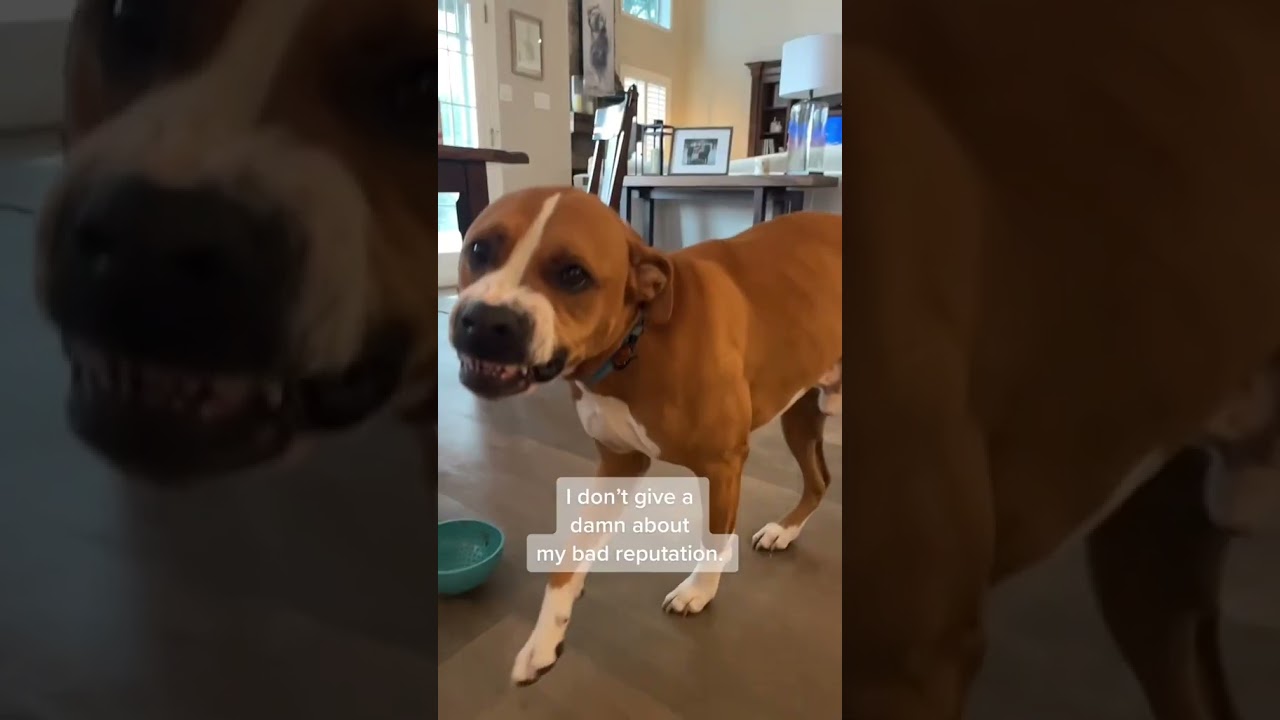 Dog Smiles With Teeth