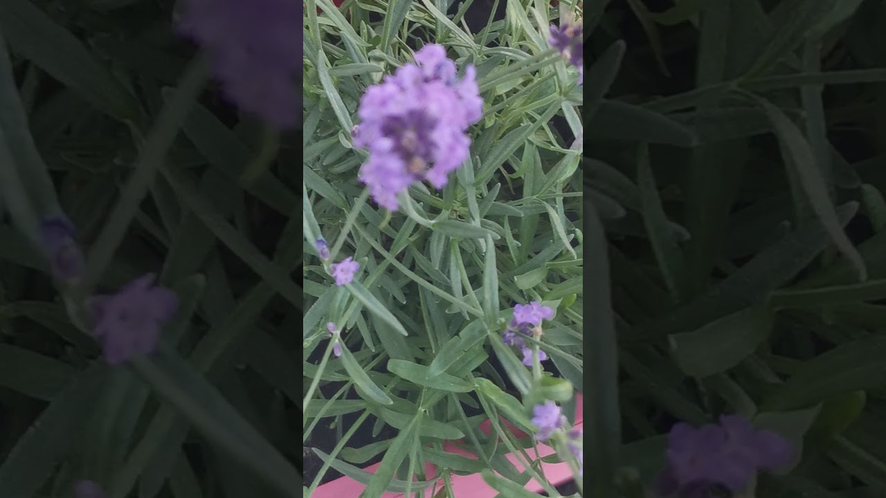 AFRICAN LAVENDERS YouTube