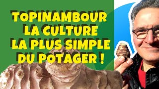 Topinambour : Comment le cultiver facilement au potager ?