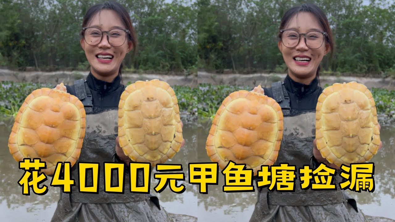小姨子花4000元在甲鱼塘里面捡漏，里面居然有黄金龟？