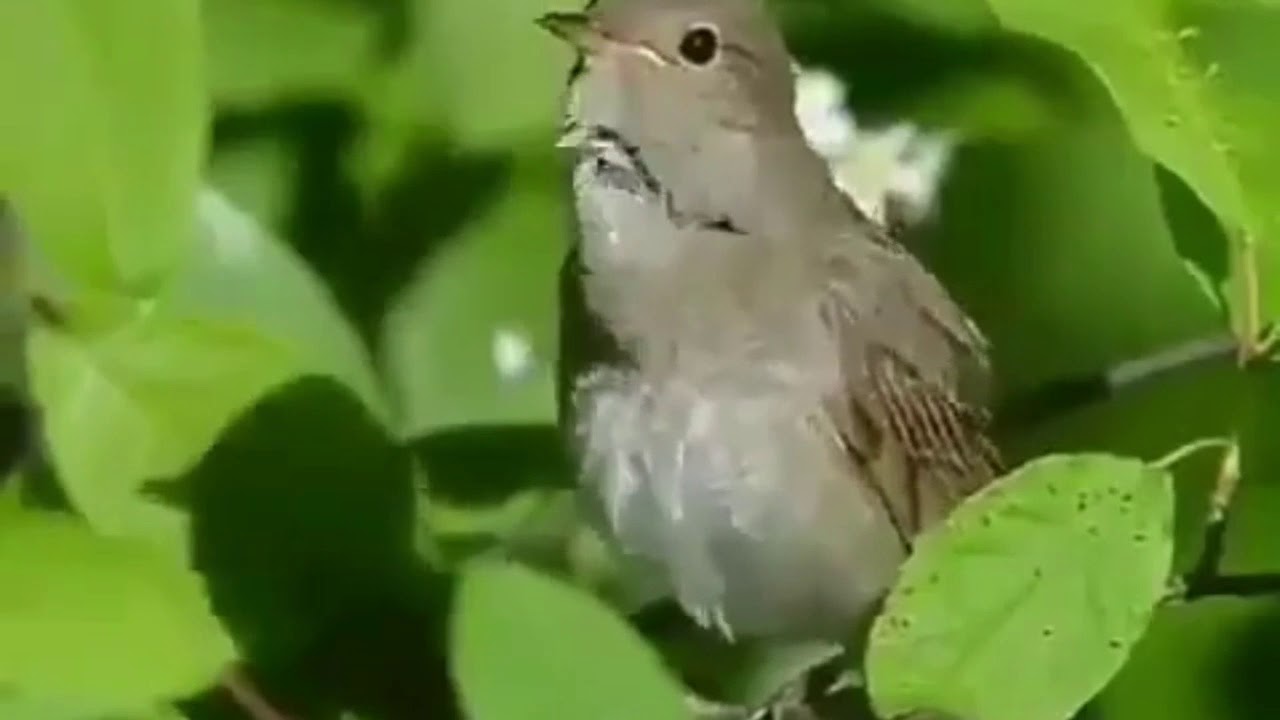 Nightingale bird singing at sunset. The most beautiful bird song. YouTube