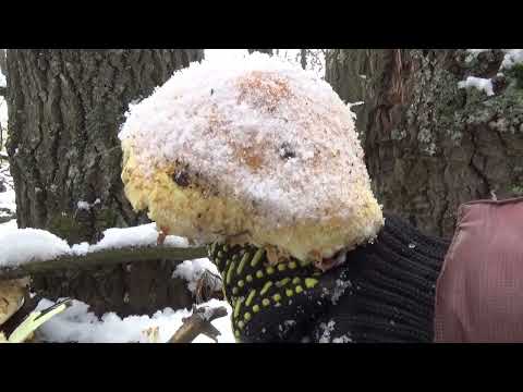 Зимние МЕГА грибы в Украине. Mushrooms under the snow. Ukraine.
