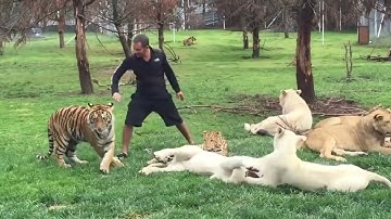 Tiger Saves Man From A Leopard Attack