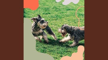 Pulsating Ambience for Calm Pups