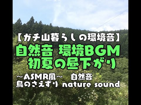 【自然音 睡眠ASMR】初夏の昼下がり、鳥のさえずり。環境BGM nature sound