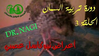 نيوكاسل السمان حقيقة ولا خلط / أرضيات الفايبر الحرارى / دورة تسمين السمان (الحلقة 3)