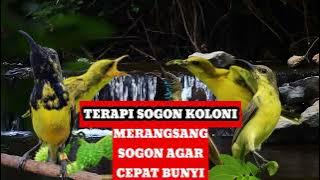 Download lagu TERAPI SUARA SOGON KOLONI MERANGSANG AGAR SOGON CEPAT BUNYI