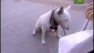 Breed All About It  Bull Terrier
