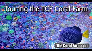 Coral Farm Tour! Behind the Scenes at TCF!