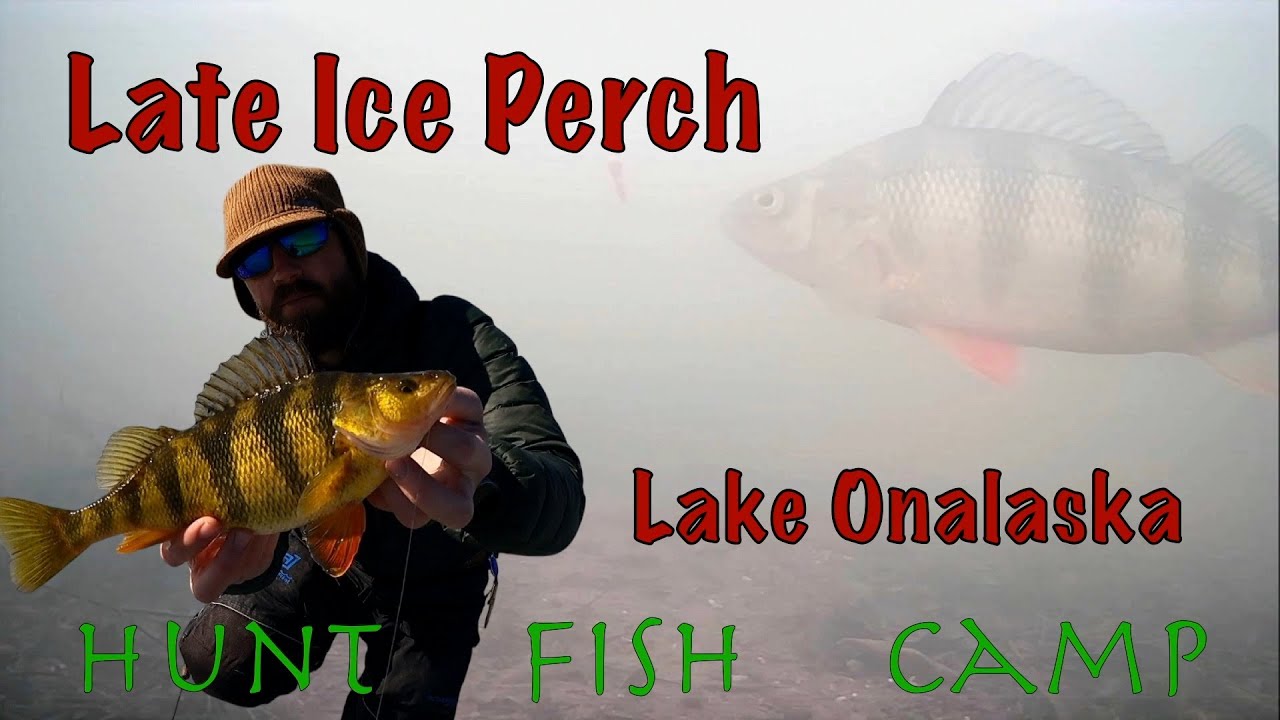 Гигантский окунь позднего льда на озере Оналаска