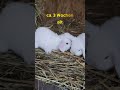 😀 Kaninchen Jungtiere ca. 3 wochen alt