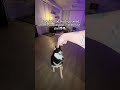 Training my husky 😂 #tiktok #shorts #dogs #huskylife #dogtraining #trend #funny #apocalypse