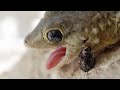 Moorish Gecko Behavior and Adaptations