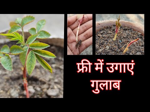 905:- How To Grow Wild Rose / जंगली गुलाब कैसे उगाएं / Wild Growth In Rose Plant / जंगली बढ़वार