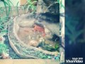 Construindo Jardim de inverno com cascata