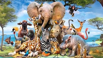 Học Từ Vựng Động Vật Tiếng Anh Thú Vị P2 | Learn English With Bao Bao