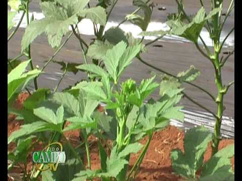 Video: Cultivo de okra como planta ornamental: ¿se puede cultivar okra en macetas o macizos de flores?