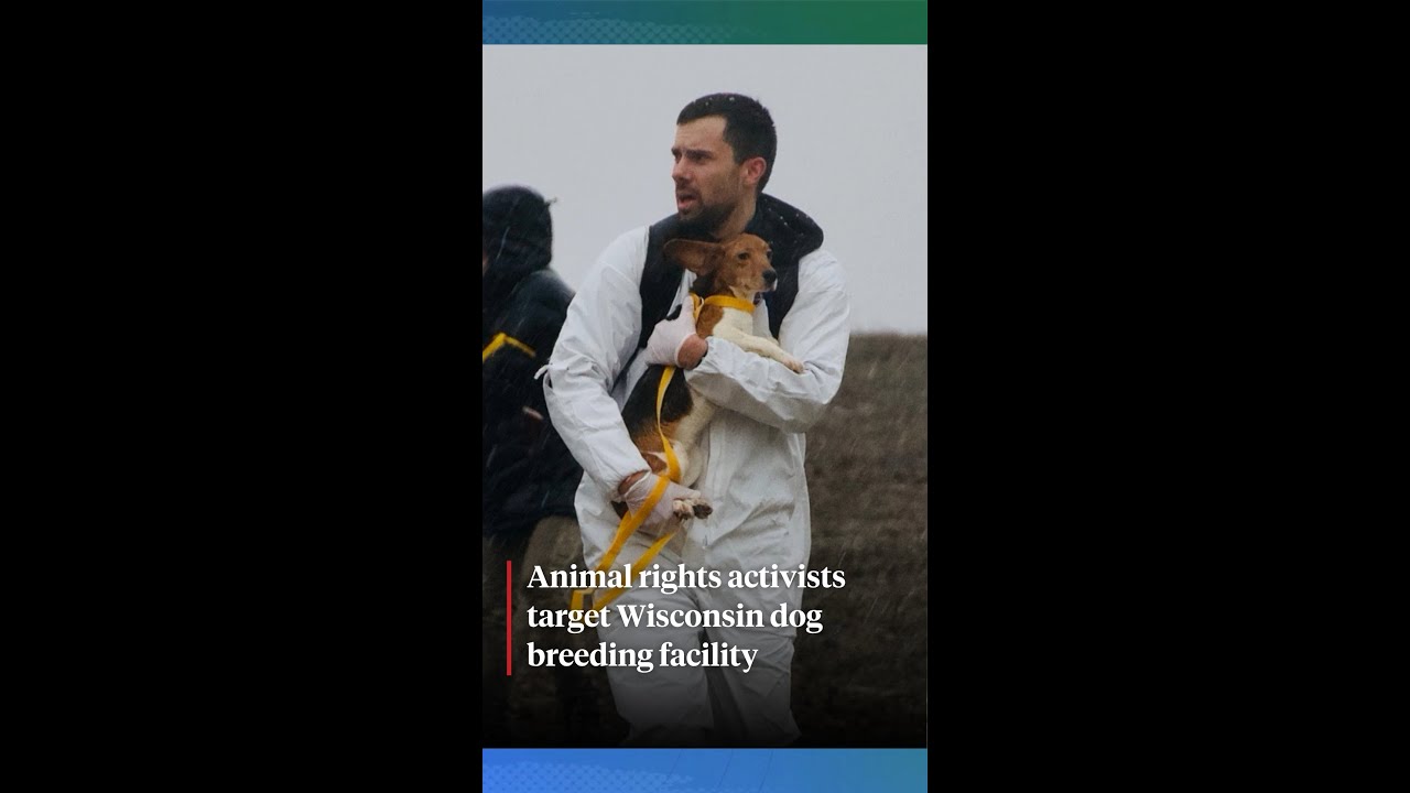 Animal rights activists target Wisconsin dog-breeding facility