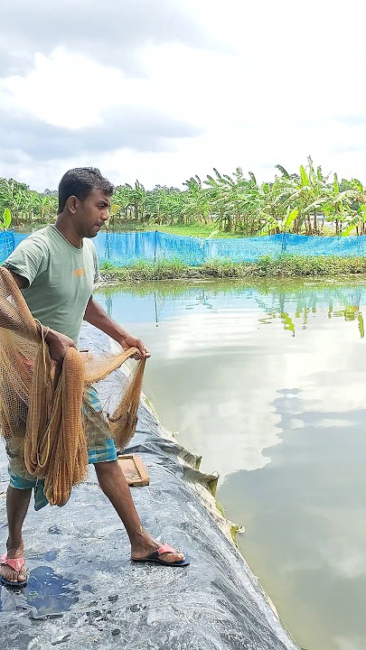 village net fishing #shorts #reels #viralvideo #ytshorts #video #fishing #wbuniquefishing.