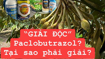 "GIẢI ĐỘC" Paclobutrazol ? tại sao cần giải độc? #anphatnong #saurieng #basieu #durian #traicay