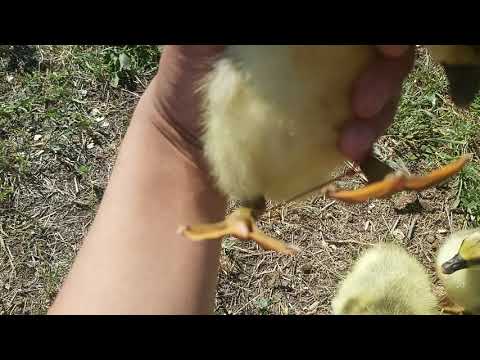 BDSM құлдық латексі Тізедегі минет