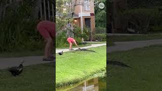 Gator appears to enjoy pets from daring woman #Shorts