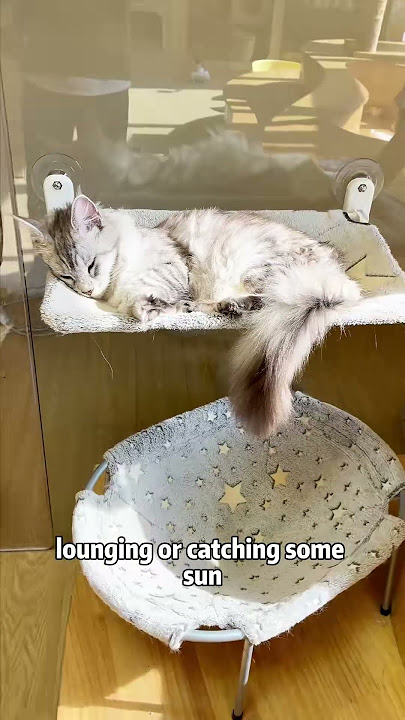 The Ultimate Cat Hammock for Comfort & Style! #cat #pet #hammock #cathammock