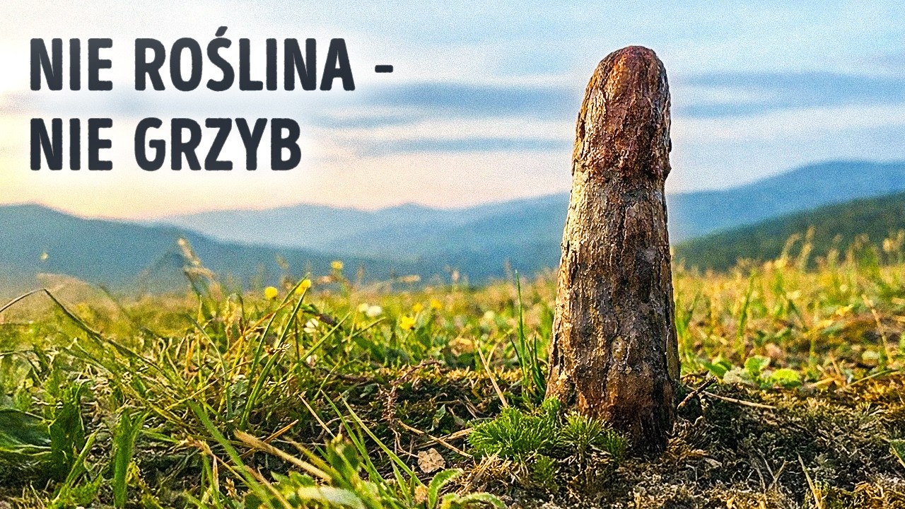 Paleontolodzy znaleźli ogromny organizm, który nie pasuje do drzewa życia