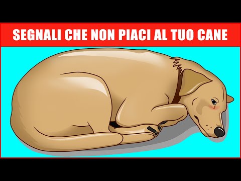 Video: Perché alcuni cuccioli sono attratti da persone a cui non piacciono i cani?