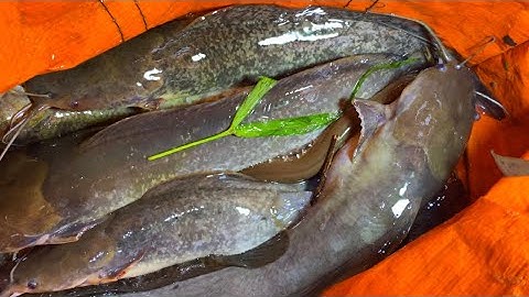 Trúng Ổ Cá Trê Sông Khi Cấm Câu Ở Long An | Xinh Cá Miền Tây