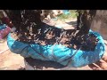 (Đx,))7M186 gl cây cẩm thị 850k LH 0707713796 Khương bonsai 