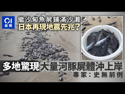 日本地震先兆？過百隻河豚屍體沖上沙灘 專家震驚：史無前例｜天災｜新潟｜福岡