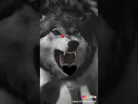 دموع اليتيم اغنية روعة قلوبكم تفتت وصارت كالحجارة