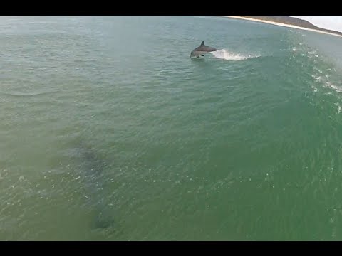 Surfing With Dolphins