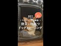 飼い主さん必見!避難所で役立つドッグトレーニング