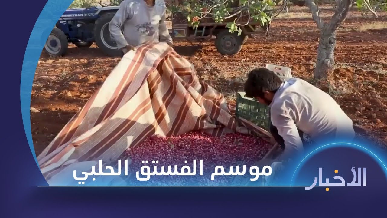 تراجع إنتاج الفستق الحلبي في بلدة مورك بريف حماة يزيد من معاناة المزارعين