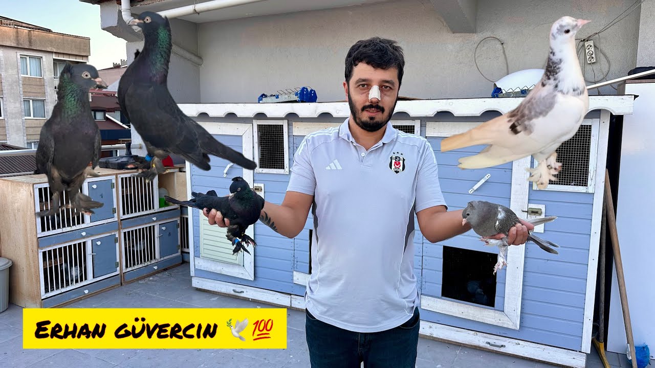 HARİKA KÜMESLERİ VE KUŞLARIYLA ERHAN GÜVERCİN SİZLERLE 💯 UÇUM 🕊️ ATMACA SALDIRISI  🦅 DAMIZLIKLAR 