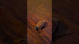 Cockchafer Beetle (May Bug) #ireland #nature #wildlife #insects #insectshorts
