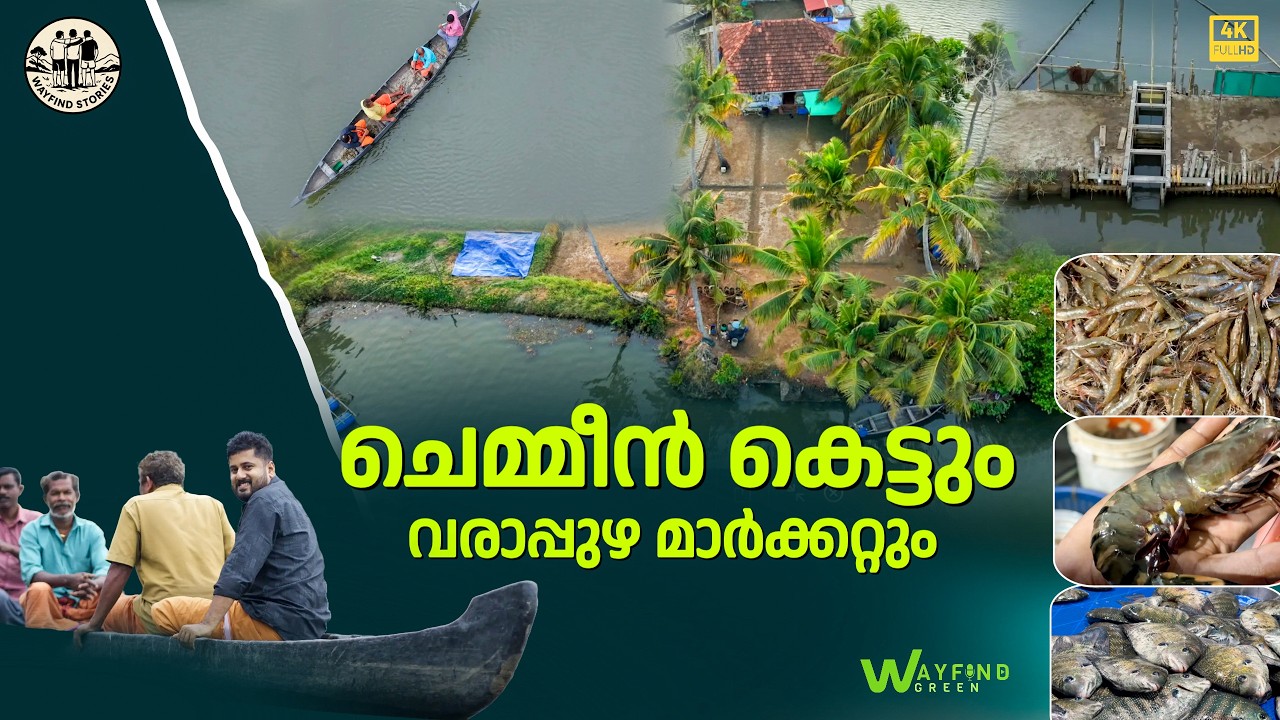 ചെമ്മീൻകെട്ടും വരാപ്പുഴ മാർക്കറ്റും | FISHING 4K | CHEMMEENKETT | KADAMAKKUDY