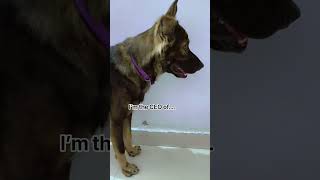 Let's go 😁🐕🐾❣️✨💓💫 #trending #germanshepherd #adorably #pets #gsds #ytshorts #gsdlover Let's go 😁🐕🐾❣️✨💓💫 #trending #germanshepherd #adorably #pets #gsds #ytshorts #gsdlover