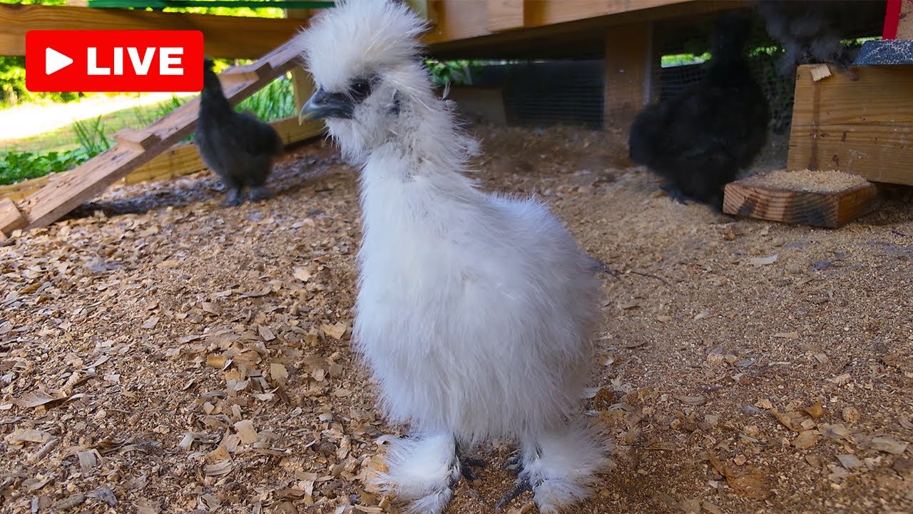 Cute Fluffy Silkie Chickens in the Coop: LIVE