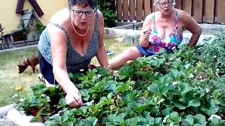 Do You Want To Pollinate?