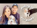 PICKING UP OUR 8 WEEK OLD LABRADOODLE PUPPY!! (our first 24 hours with our new puppy)