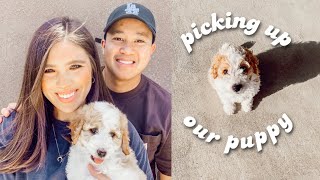 PICKING UP OUR 8 WEEK OLD LABRADOODLE PUPPY!! (our first 24 hours with our new puppy)