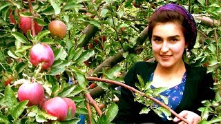 картинка: Себзори Файзобод / fayzobod apple orchard