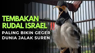 GILA BANGET !!! JALAK SUREN GACOR ISIAN KASAR !!!